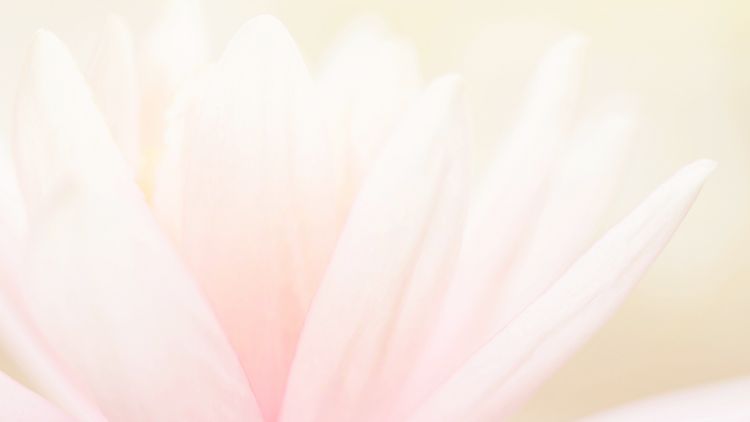 flor de loto ayurveda ibiza